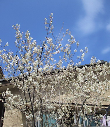 f:id:yonhonda:20190408141943j:plain