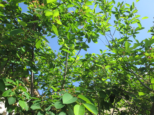 f:id:yonhonda:20190519083124j:plain