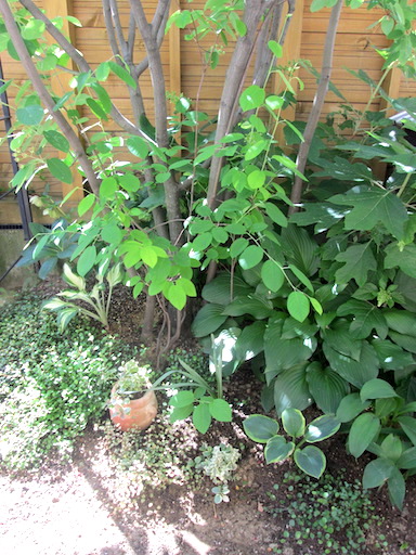 f:id:yonhonda:20190519092317j:plain