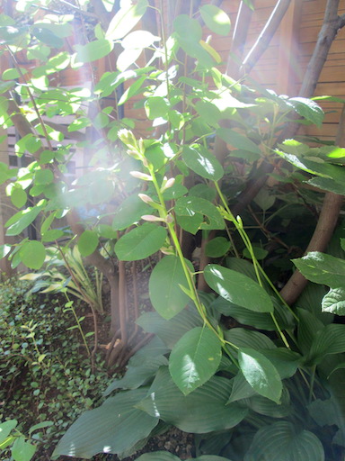 f:id:yonhonda:20190710083841j:plain