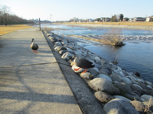 f:id:yonhonda:20200211201141j:plain