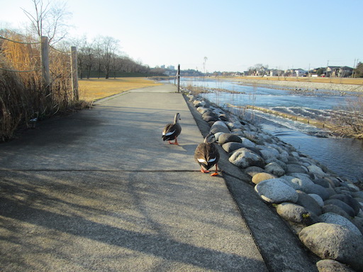 f:id:yonhonda:20200211201308j:plain