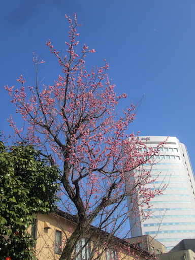 f:id:yonhonda:20200301145105j:plain