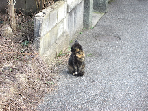 f:id:yonhonda:20200306161016j:plain