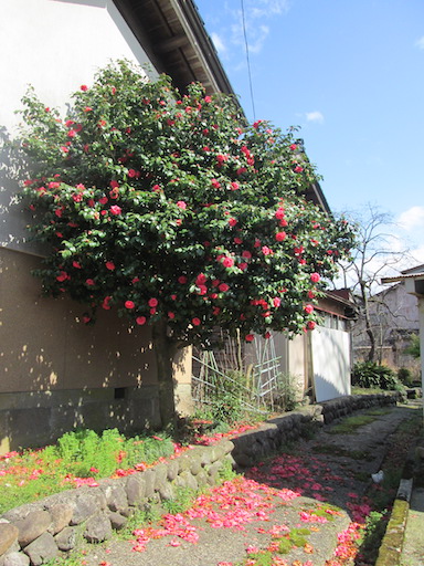 f:id:yonhonda:20200331163331j:plain