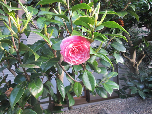 f:id:yonhonda:20200422102404j:plain