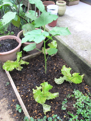 f:id:yonhonda:20200706064433j:plain