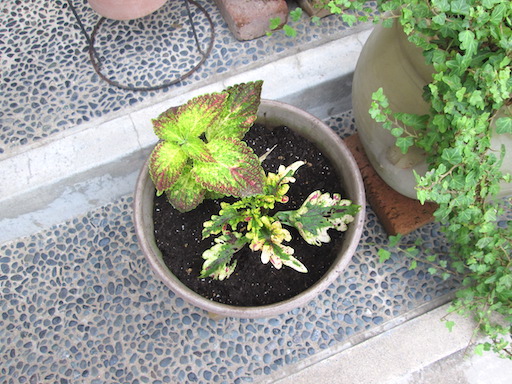 f:id:yonhonda:20200706064610j:plain