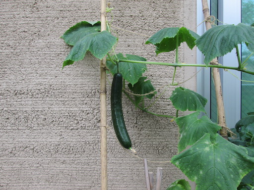 f:id:yonhonda:20200728055905j:plain