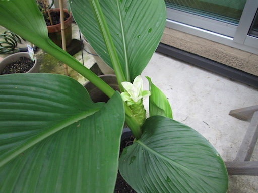 f:id:yonhonda:20200728060422j:plain