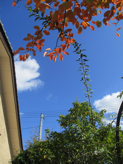 f:id:yonhonda:20201106101154j:plain