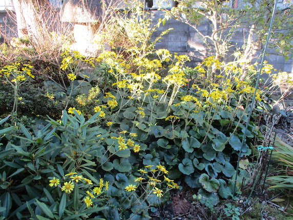 f:id:yonhonda:20201115093516j:plain