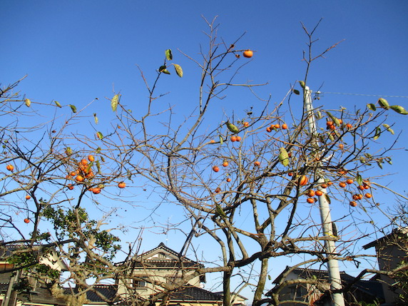 f:id:yonhonda:20201115093546j:plain