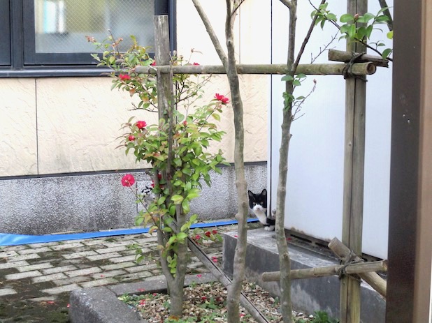 f:id:yonhonda:20210127084654j:plain