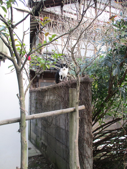 f:id:yonhonda:20210127084826j:plain