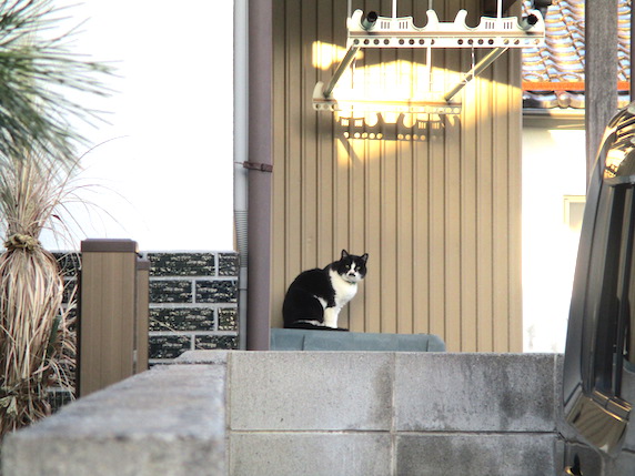 f:id:yonhonda:20210131231424j:plain