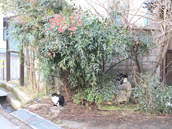 f:id:yonhonda:20210131231527j:plain