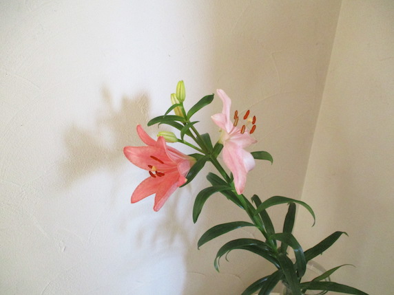 f:id:yonhonda:20210210130558j:plain