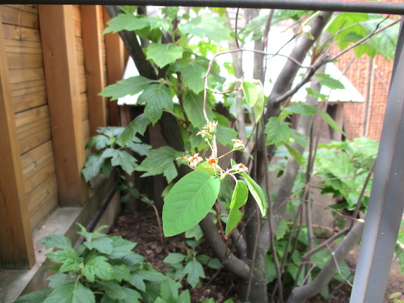 f:id:yonhonda:20210423080239j:plain