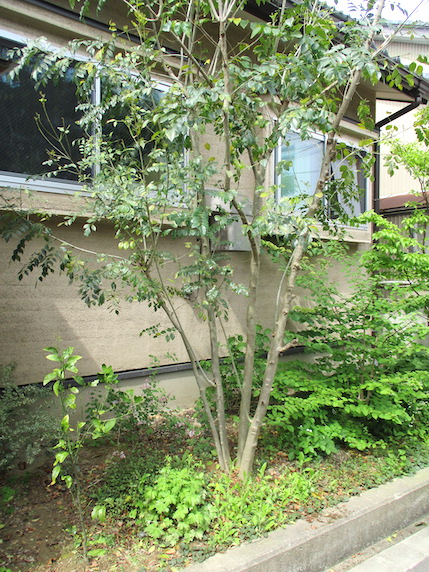 f:id:yonhonda:20210423080652j:plain