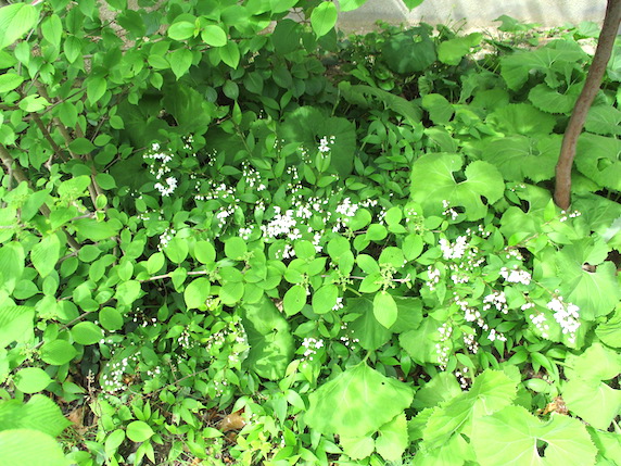 f:id:yonhonda:20210423081227j:plain