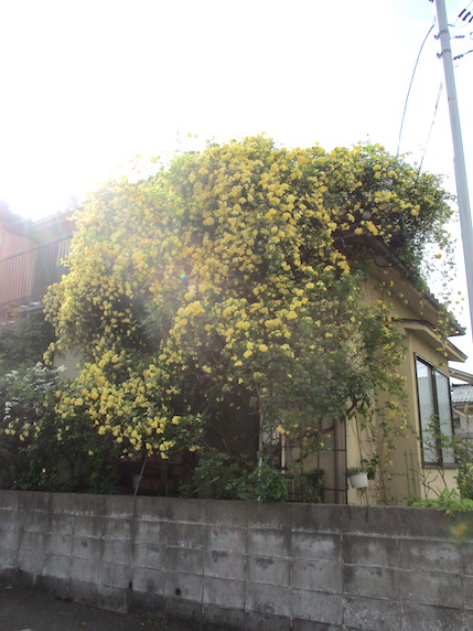 f:id:yonhonda:20210423084238j:plain