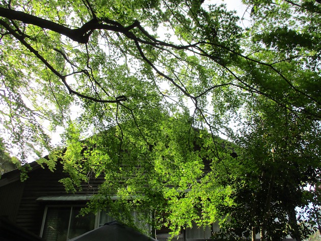 f:id:yonhonda:20210423085222j:plain