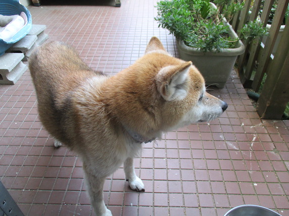 f:id:yonhonda:20210425102225j:plain