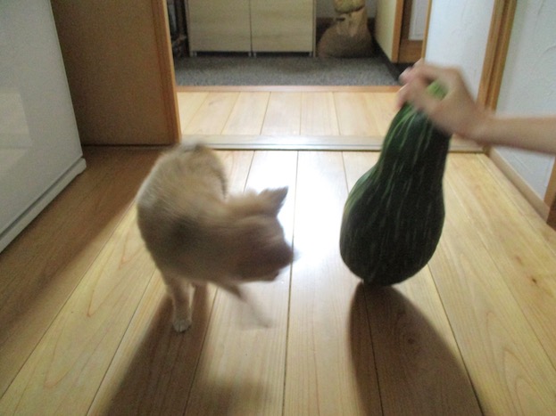 f:id:yonhonda:20210620095050j:plain