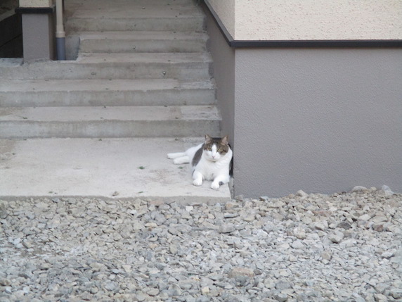 f:id:yonhonda:20210808082542j:plain