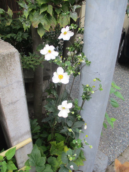 f:id:yonhonda:20210831074015j:plain