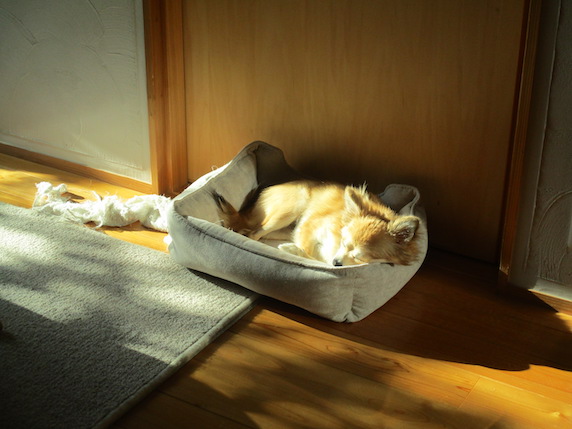 f:id:yonhonda:20211118092234j:plain