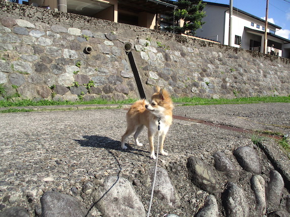 f:id:yonhonda:20211118093415j:plain