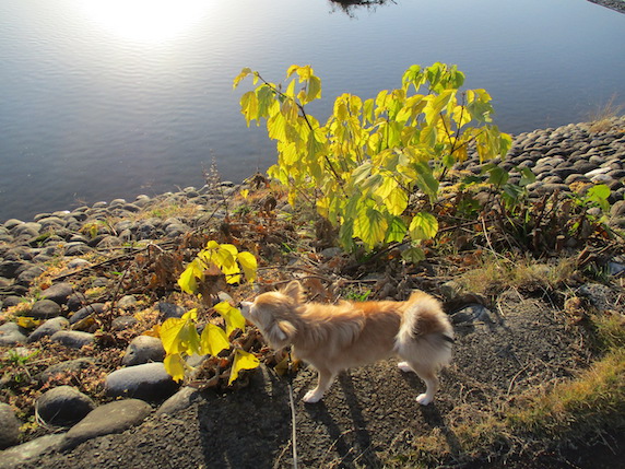 f:id:yonhonda:20211119084541j:plain