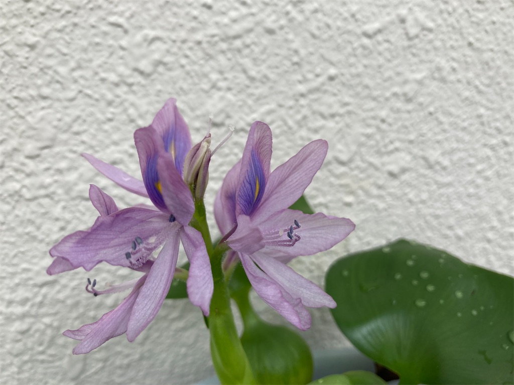 浮草ホテイアオイの花 よんこーざブログ 浮草ホテイアオイの花 よんこーざブログ
