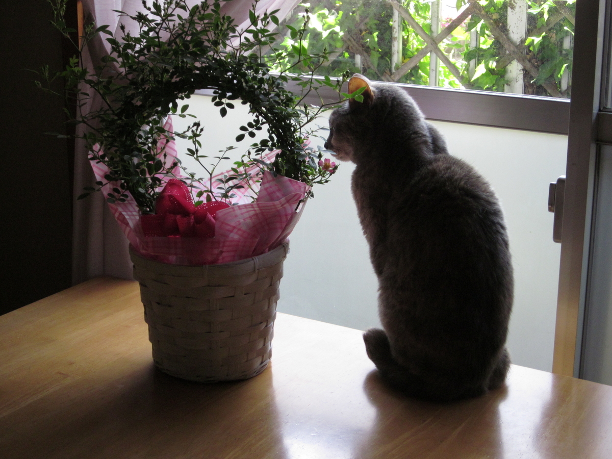 f:id:yonnbaba:20110508111426j:plain