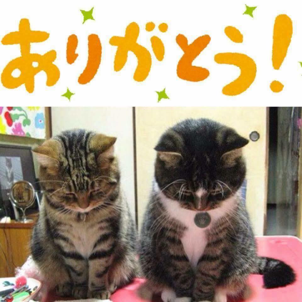 f:id:yonnbaba:20161230202108j:plain