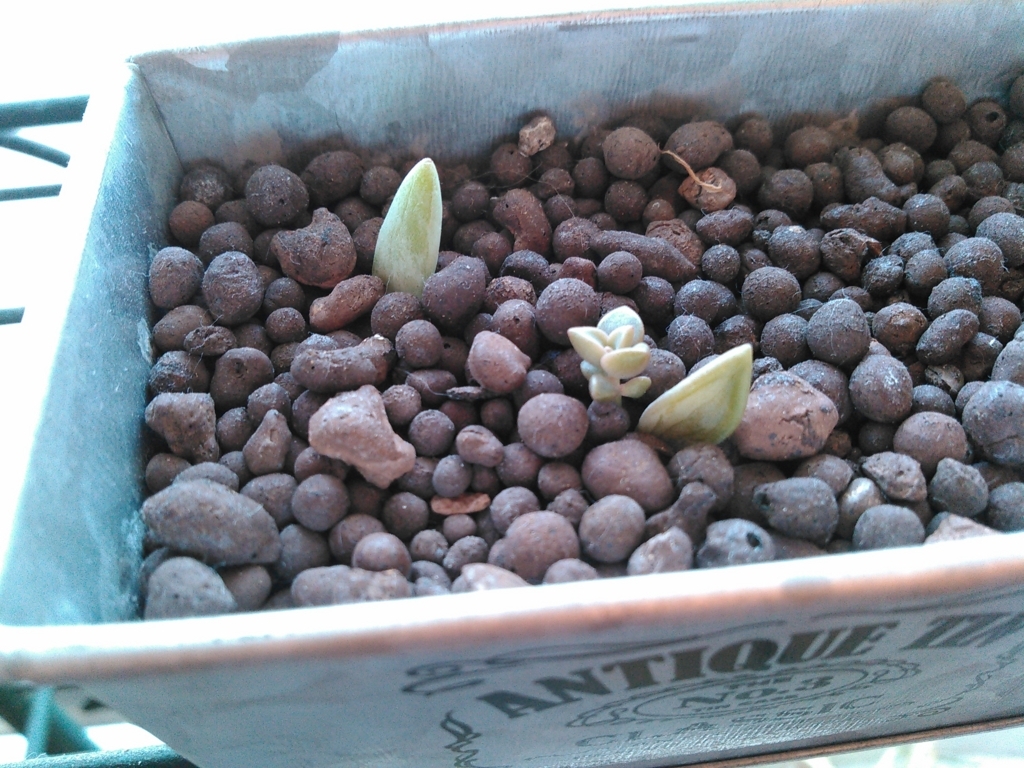 f:id:yonnbaba:20180329075505j:plain f:id:yonnbaba:20180329075505j:plain