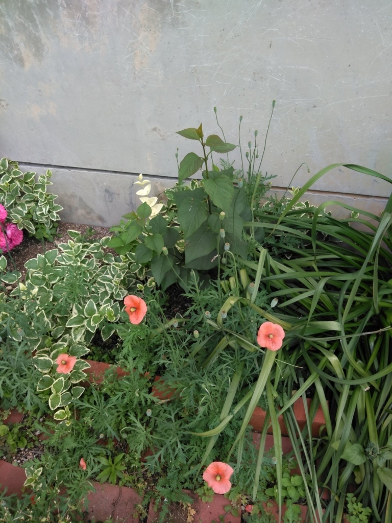 f:id:yonnbaba:20180531194800j:plain f:id:yonnbaba:20180531194800j:plain