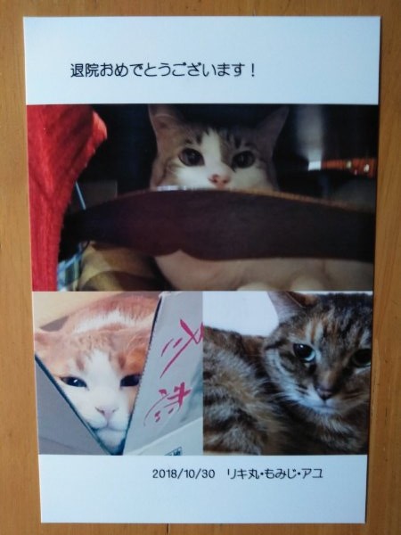 f:id:yonnbaba:20181031170949j:plain
