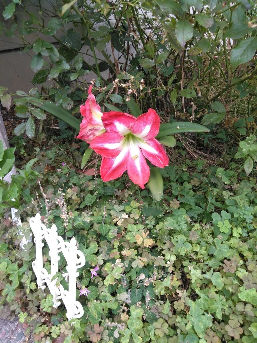 f:id:yonnbaba:20190606140837j:plain f:id:yonnbaba:20190606140837j:plain