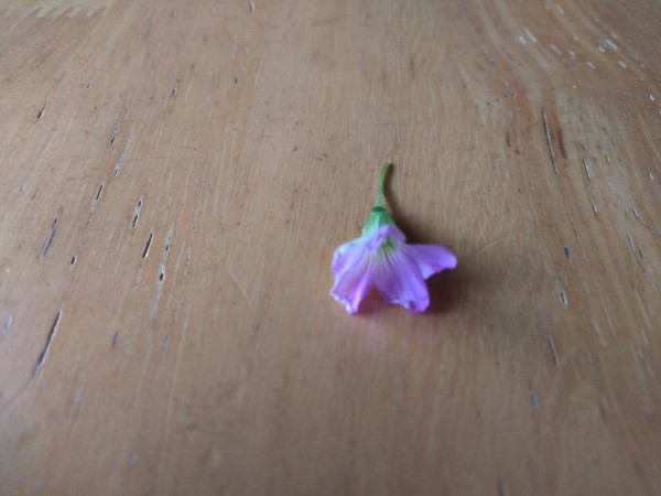 f:id:yonnbaba:20190626172524j:plain f:id:yonnbaba:20190626172524j:plain