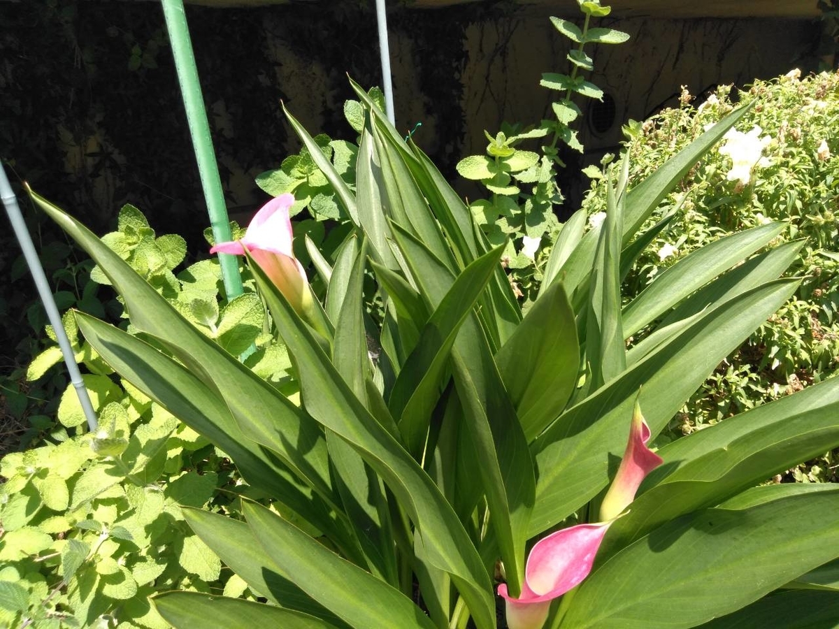 f:id:yonnbaba:20190711192753j:plain f:id:yonnbaba:20190711192753j:plain