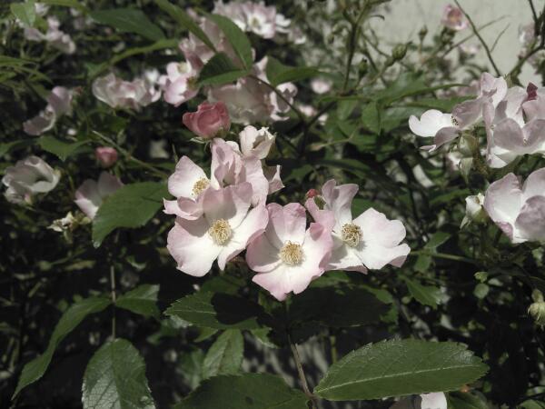 f:id:yonnbaba:20200523110210j:plain