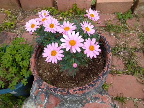 f:id:yonnbaba:20201106170212j:plain