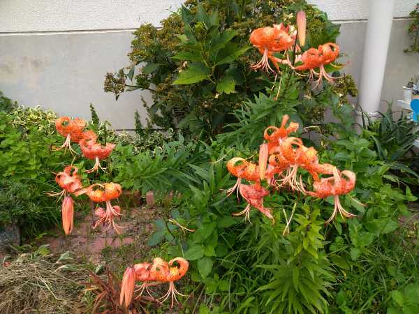 f:id:yonnbaba:20210716151259j:plain