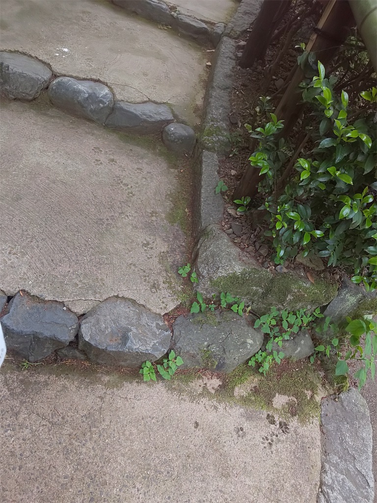 f:id:yonocha:20221002145647j:image