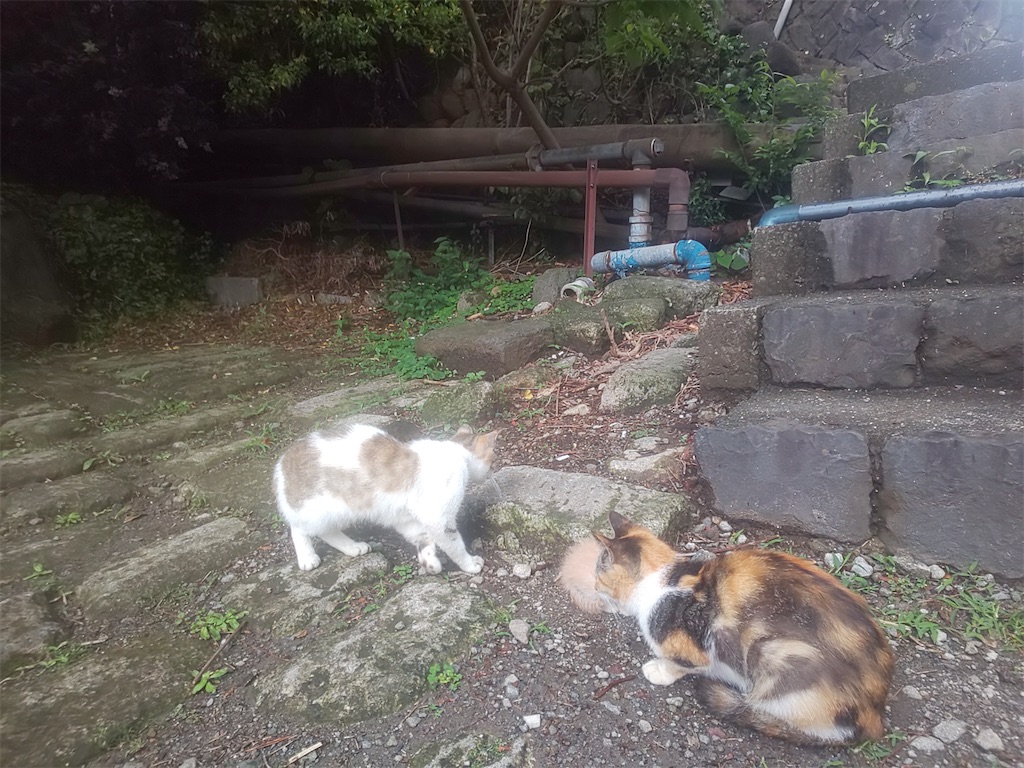 f:id:yonocha:20221010025111j:image