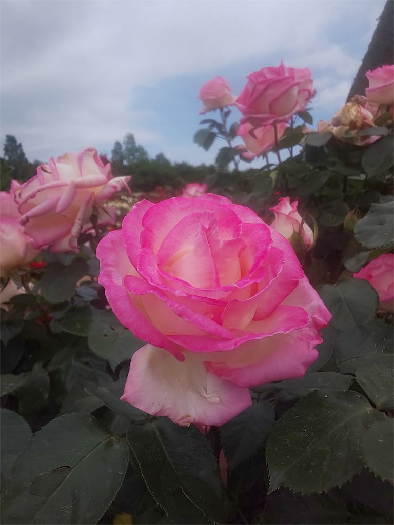 f:id:yonocha:20221010025258j:image