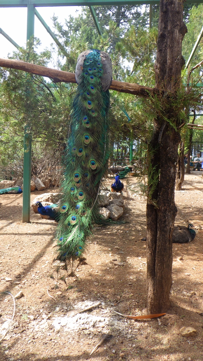 f:id:yonogishiki:20190429165059j:plain f:id:yonogishiki:20190429165059j:plain